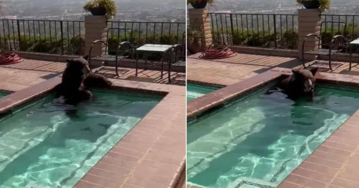 EEUU Encuentran a un oso refrescándose en la piscina de una casa ante