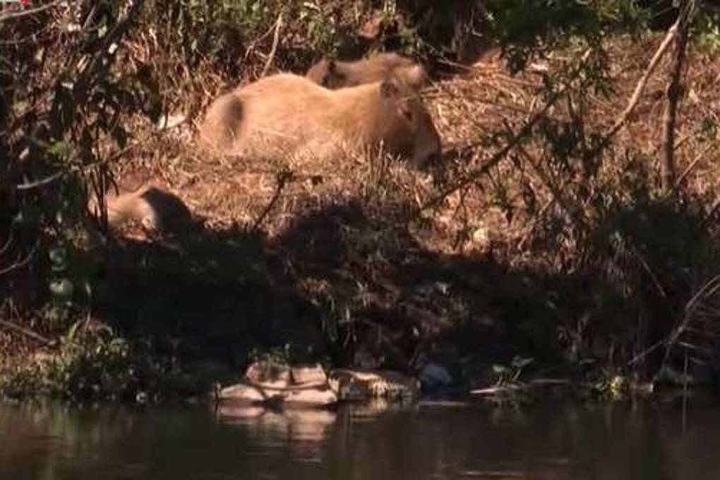 Vecinos impiden el rescate de capiguaras de la laguna del canal Chivato Vecinos impiden el rescate de capiguaras de la laguna del canal Chivato