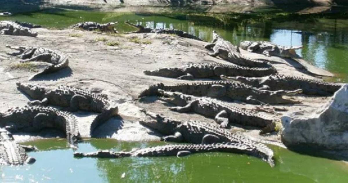 Más de 70 cocodrilos escapan de una granja en China tras las lluvias