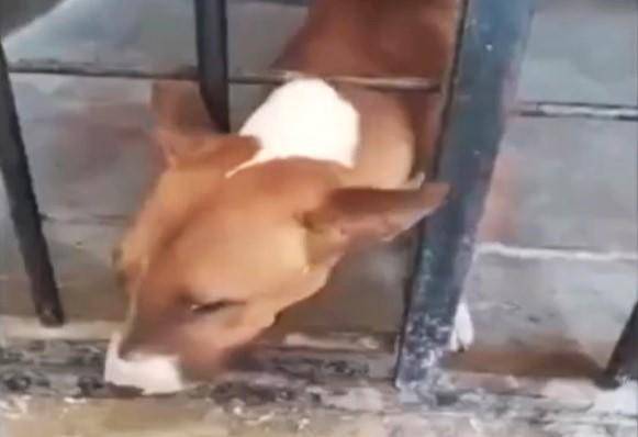 Polémica por el arresto de un perro que mordió a una niña que está