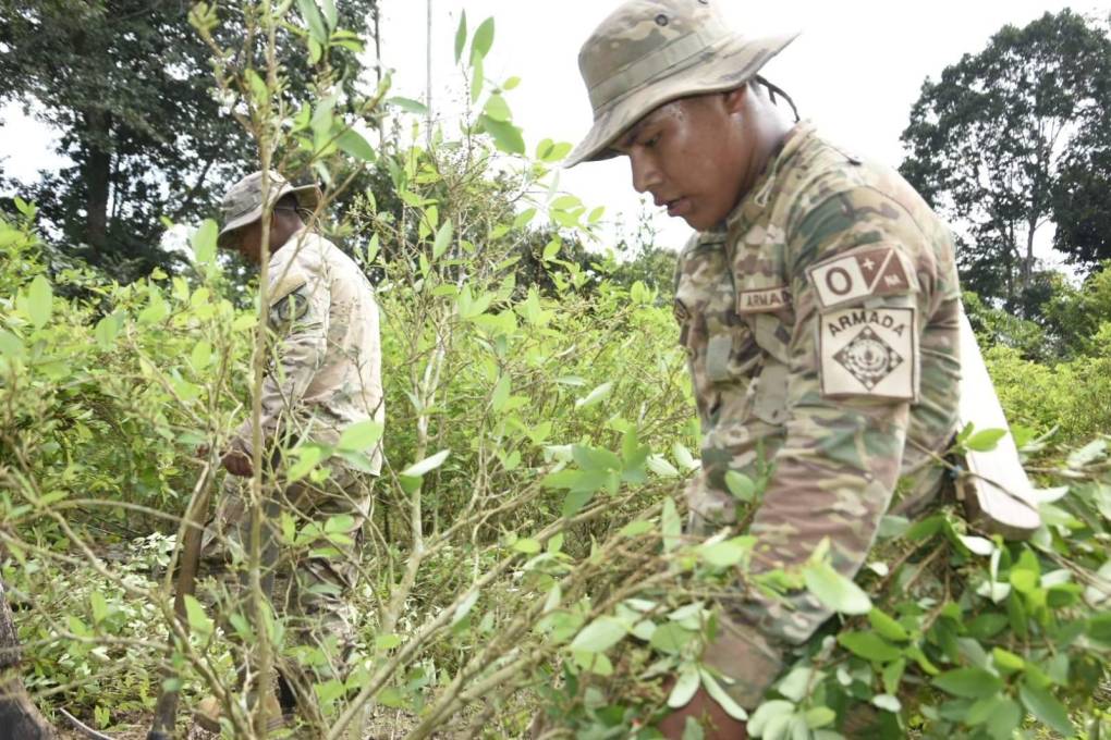 Miembros de las Fuerzas Armadas erradican cultivos de coca excedentaria en Chimoré