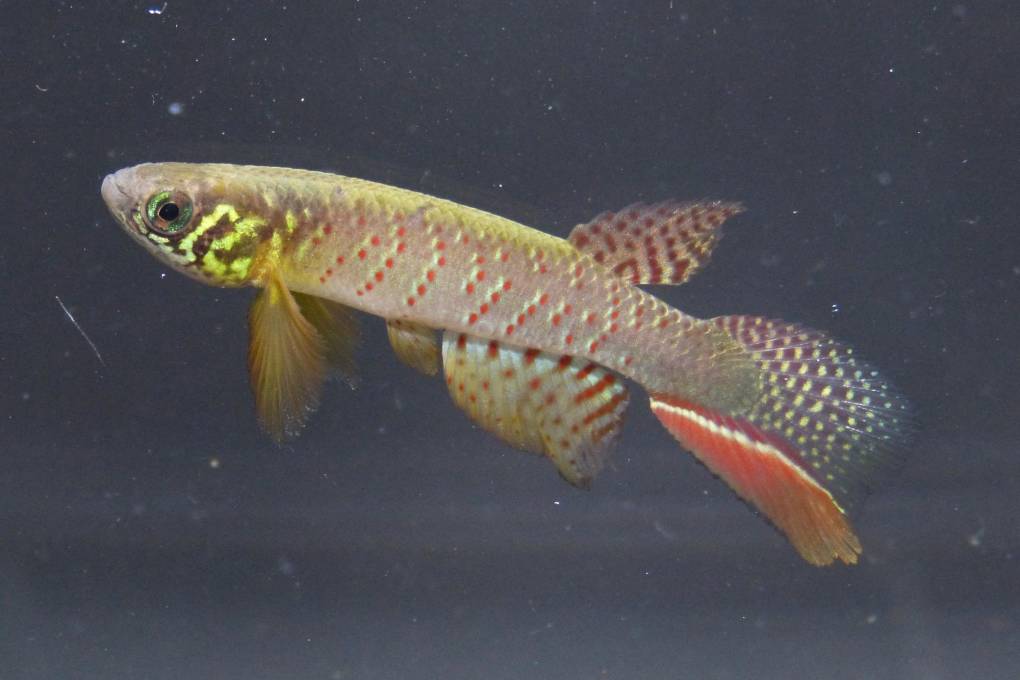 El pez Moena juanderibaensis puede vivir entre 2 y 3 horas fuera del agua.