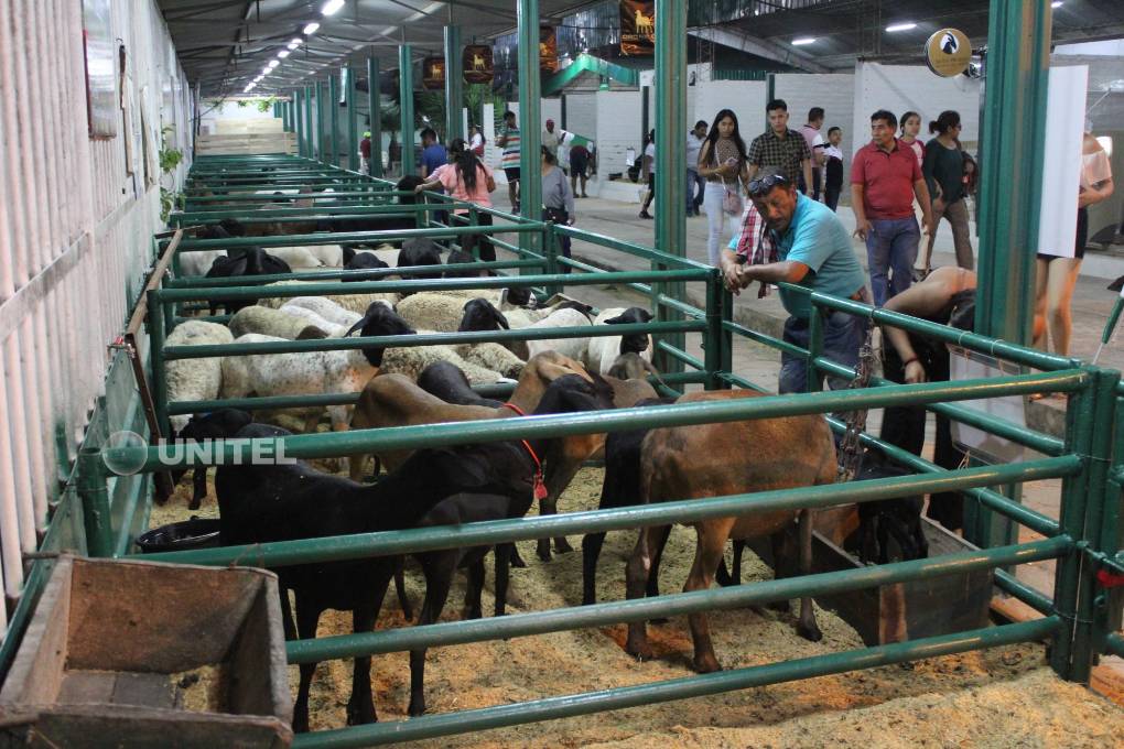 Los animales están instalados en los galpones de Expocruz