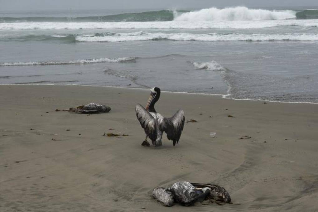 Pelicanos muertos