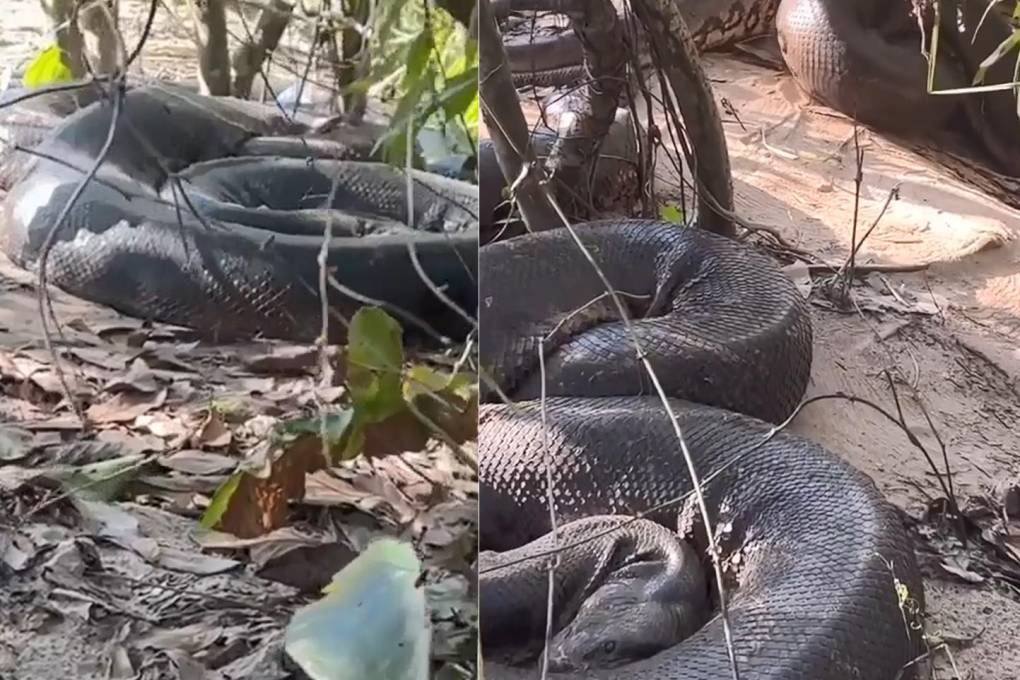 Una serpiente de casi siete metros fue vista en Bonito