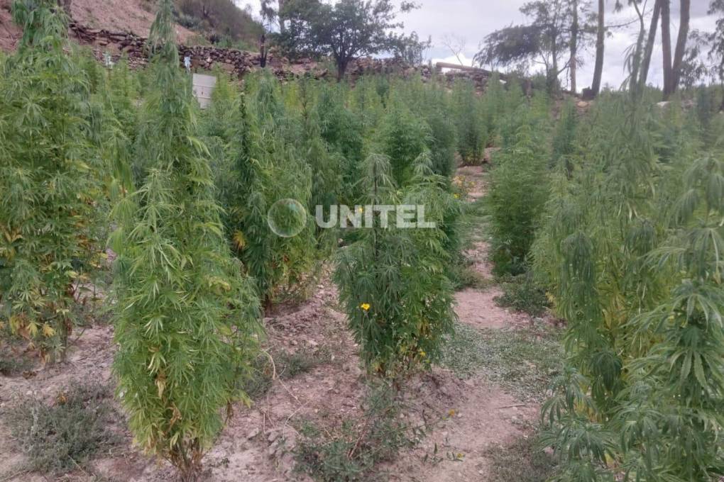 Plantaciones de marihuana en Luribay