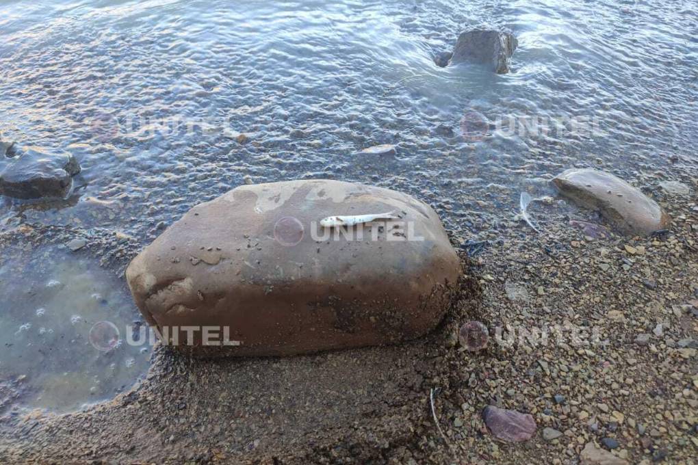 Peces hallados en La Angostura.