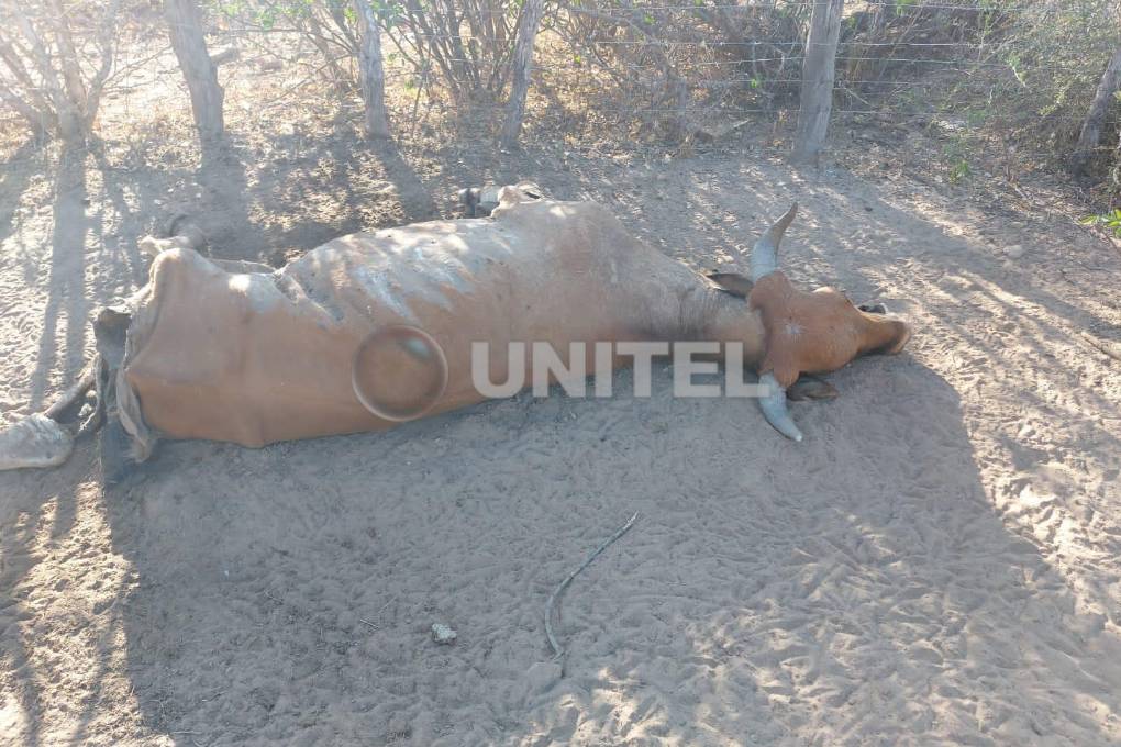 La muerte de uno de los animales