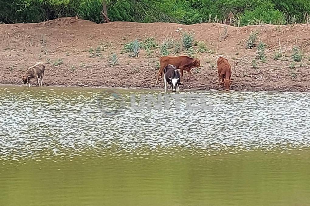 Hay una reducción del agua de los atajados, de donde beben los animales