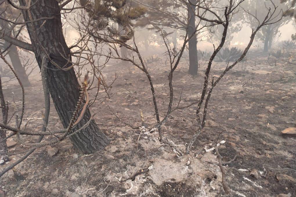 Incendios forestales en municipios de Totora y Colomi en Cochabamba 