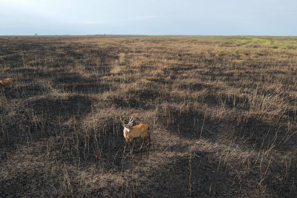 Los animales están en medio de las cicatrices del fuego