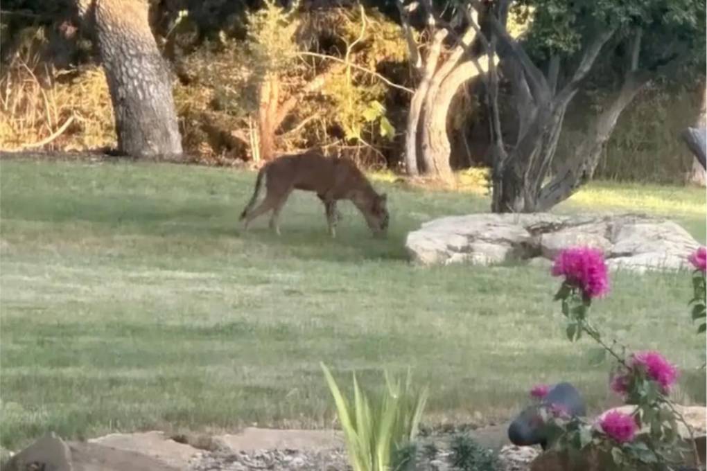 El supuesto “chupacabras” camina por el patio de una vecina