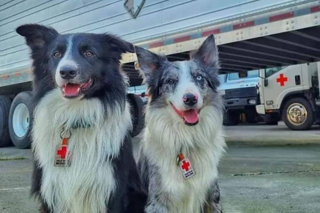 Los perros rescatistas Orly y Balam 