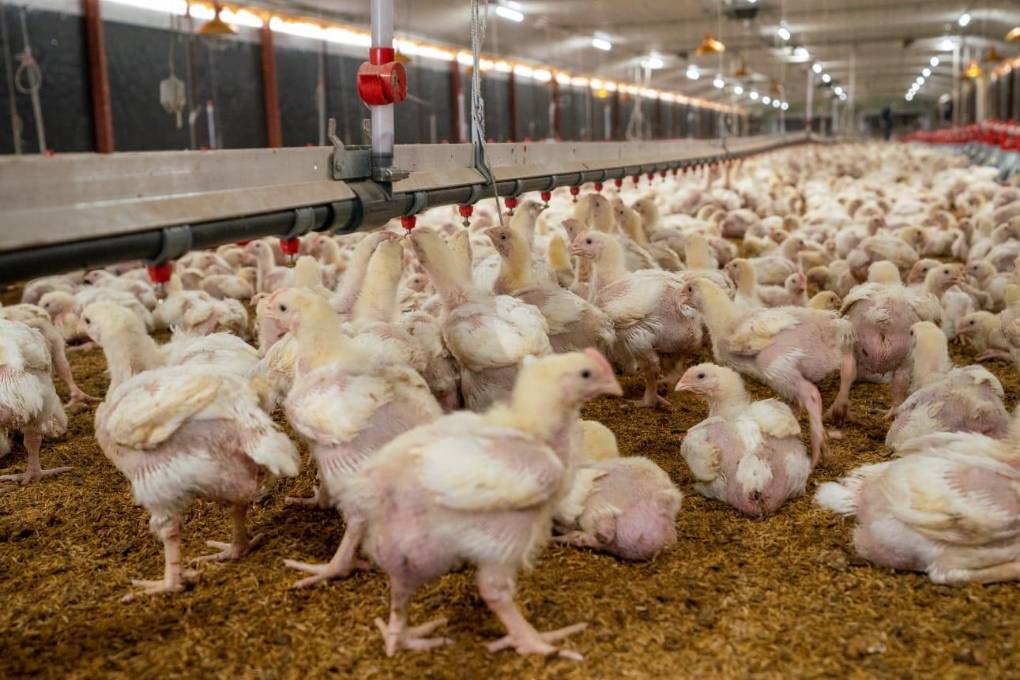 Existe una caída del 15% en la producción de pollo y distribución de huevo,
