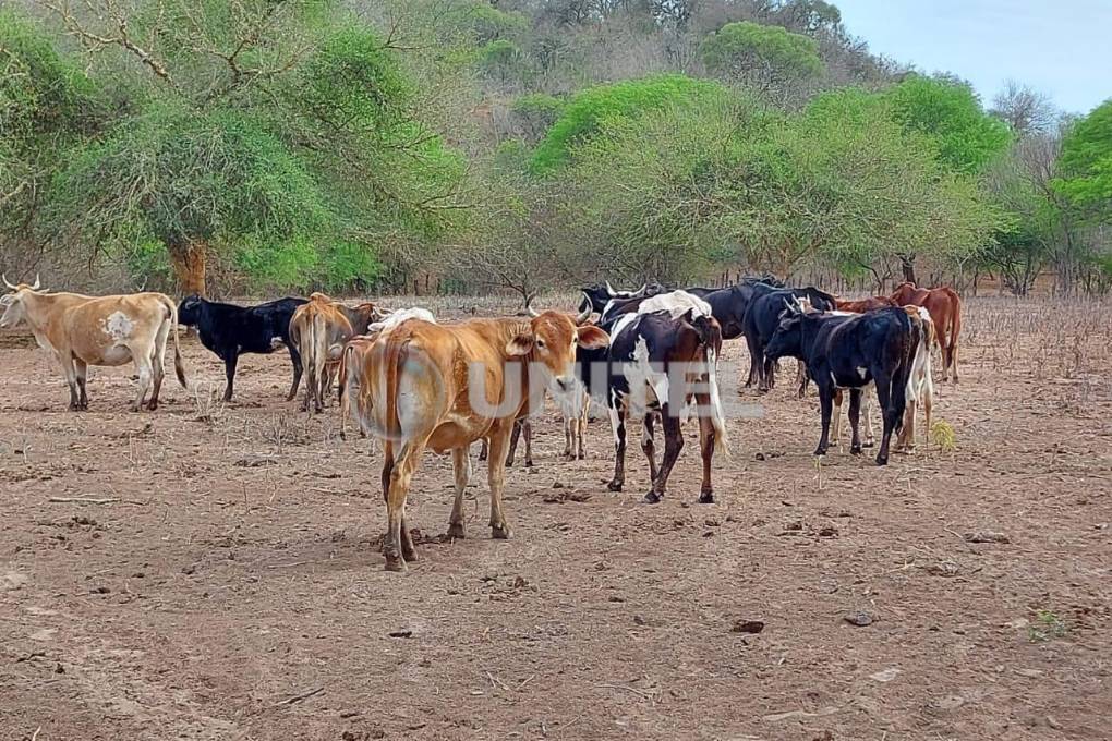 El ganado bajó de peso, uno de los efectos de la falta de agua y forraje