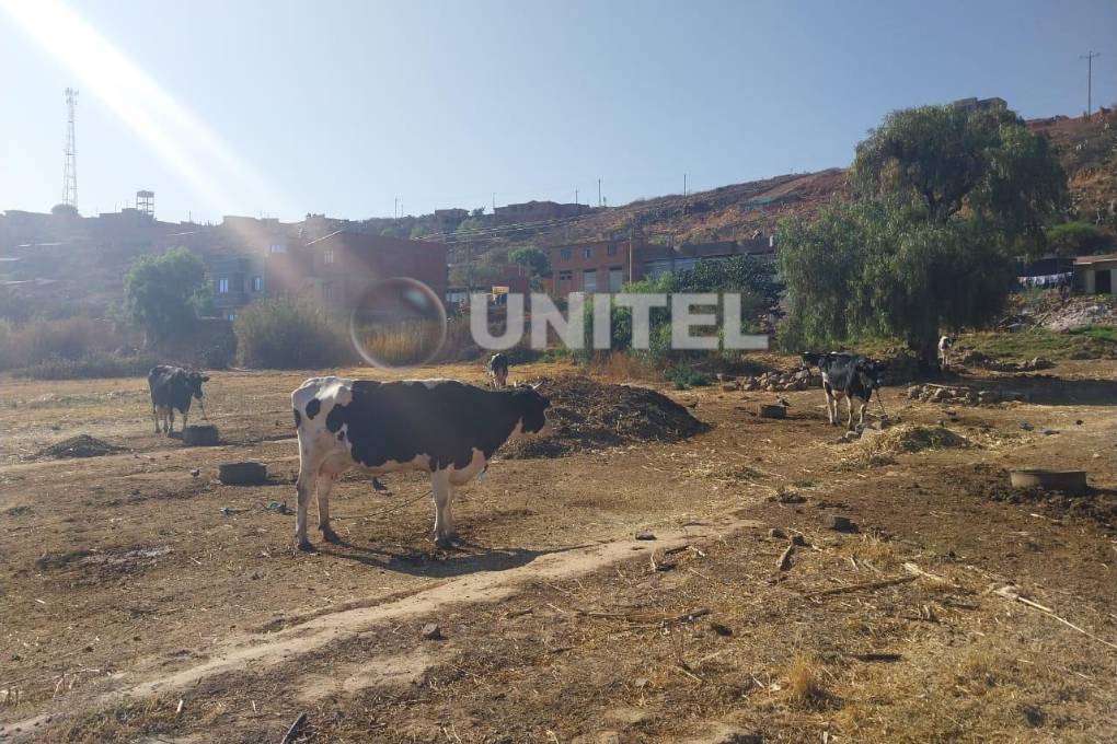 Pobladores lamentan falta de forraje