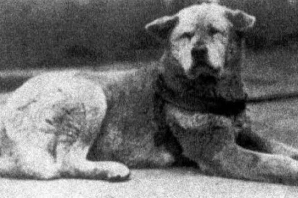 Una foto del perro Hachi