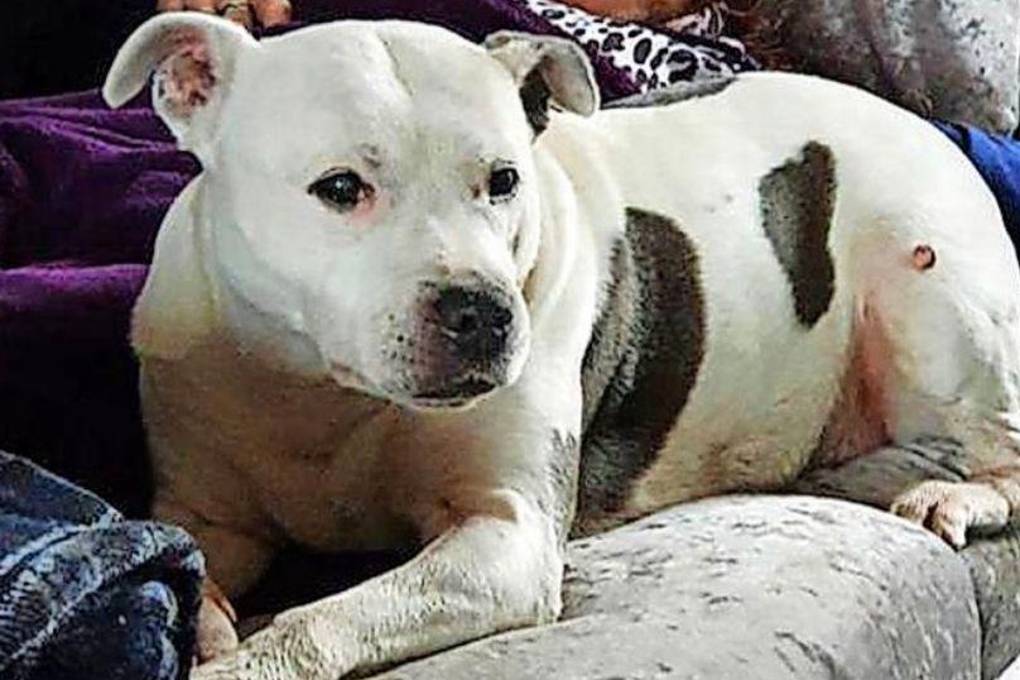 Princesa le salvó la vida a su dueña