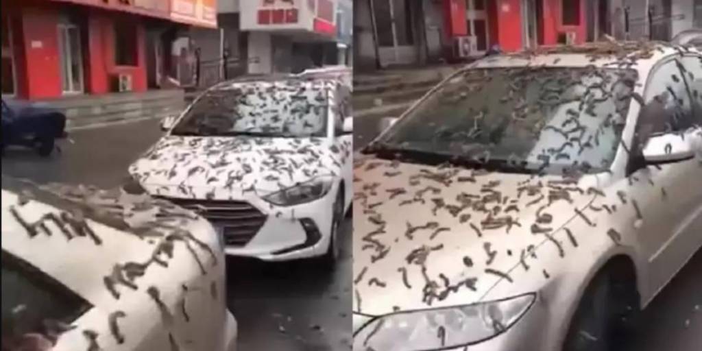La lluvia de gusanos ha causado temor en China