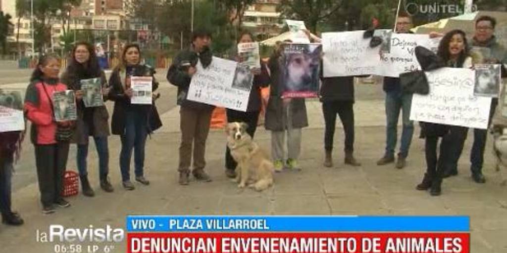 Vecinos de la plaza Villarroel denuncian el envenenamiento de animales