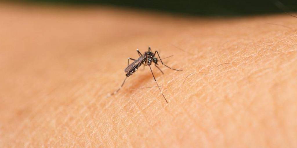 Mosquito portador del dengue