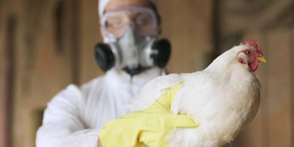 Perú, Ecuador y Venezuela en alerta por influenza aviar