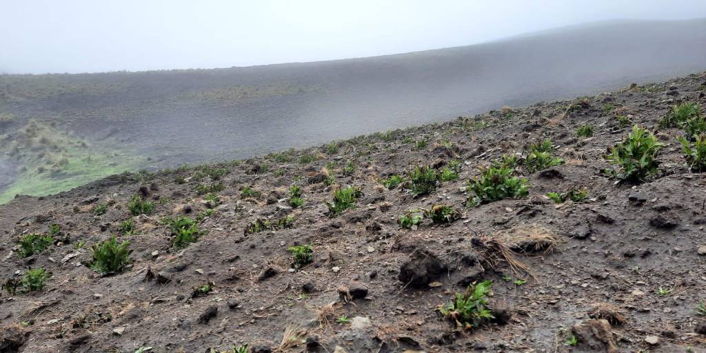 Plantaciones dañadas por las heladas