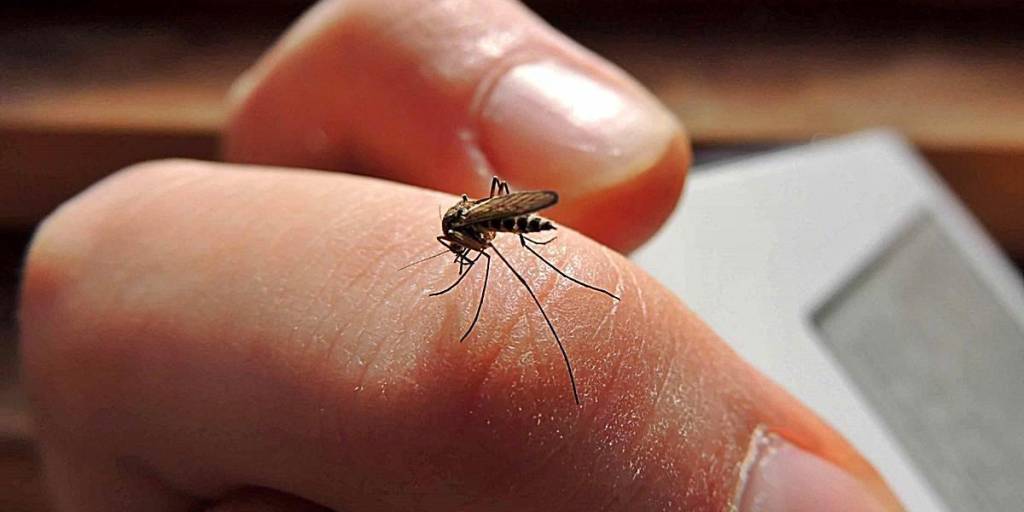 Dengue en Bolivia