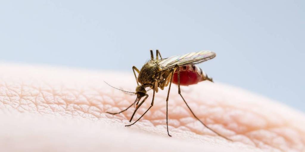El aedes aegypti transmite el dengue por medio de picaduras