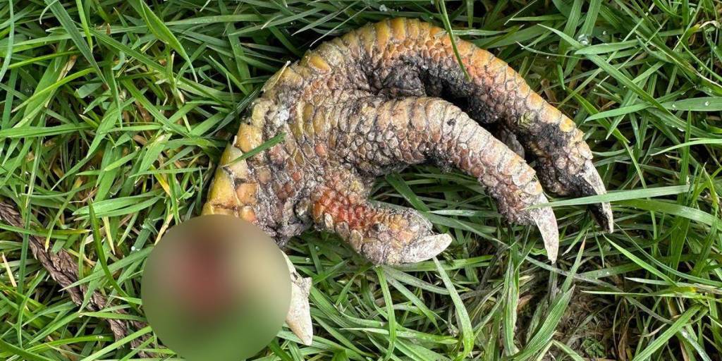 Una mujer encontró una extraña “garra de dinosaurio”