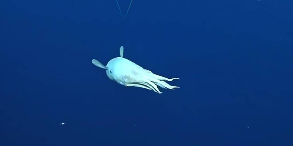 Un ‘pulpo Dumbo’ fue captado en las profundidades del mar