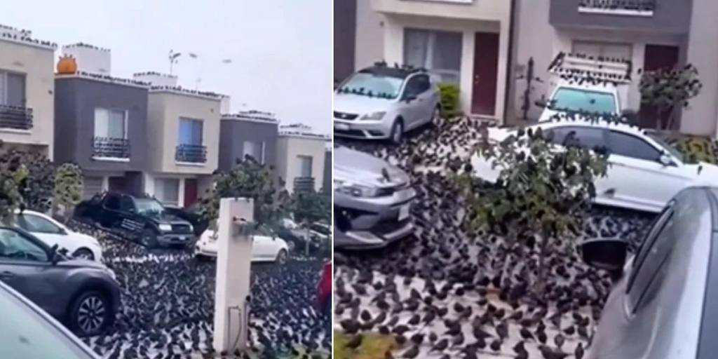 Las imágenes de los cuervos se hicieron virales