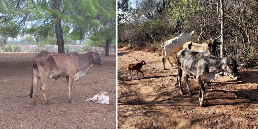 Los animales pierden peso y sufren por la falta de agua en el Chaco