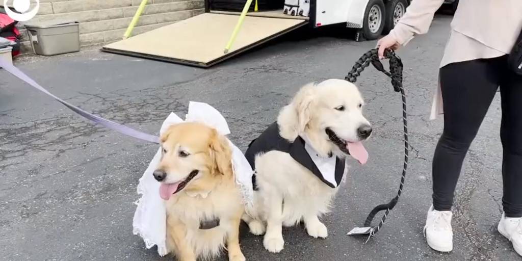 La boda más grande de perritos busca romper un Récord Guinness