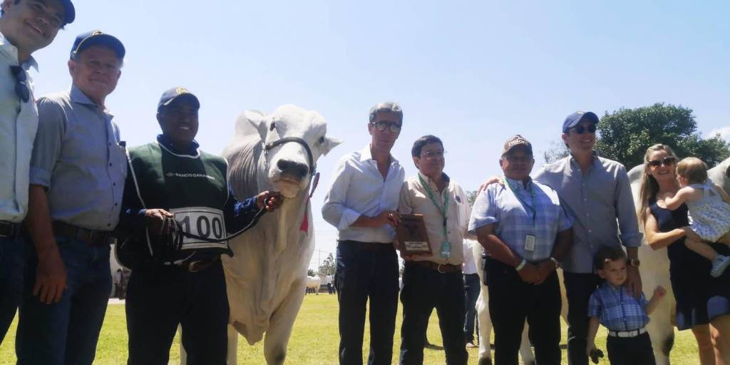 Palak, de la cabaña Sausalito, fue el gran campeón de la raza nelore mocho (macho)