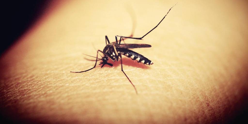 Mosquito portador de chikunguña