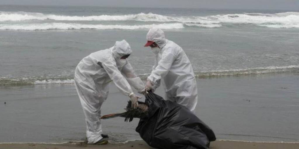 Personal de Serfor recoge un ave muerta en la playa