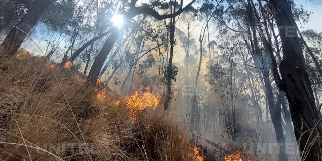 Incendio afectó el bosquecillo de Pura Pura; desconocen las causas del