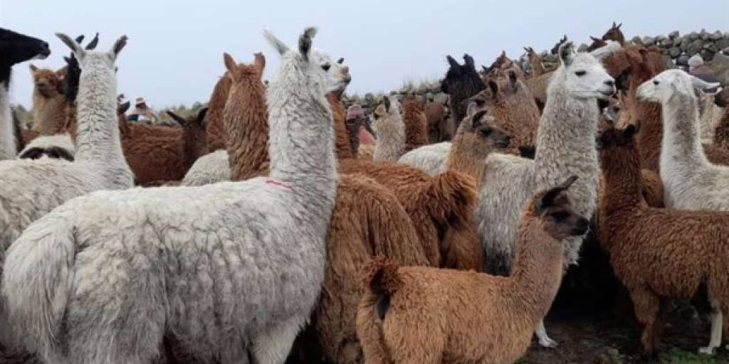 Cochabamba apuesta por la producción de camélidos