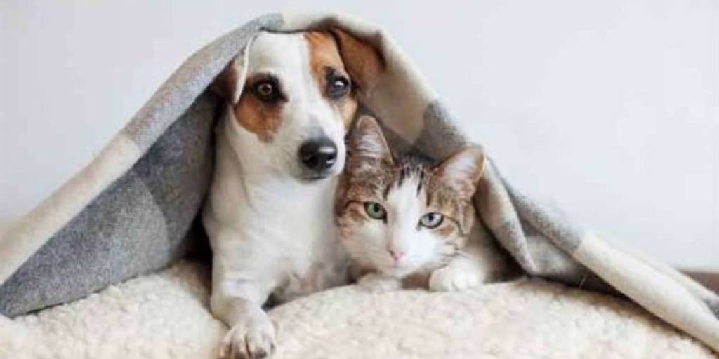 Tus mascotas deben tener un cuidado especial durante el frío. Foto: Internet