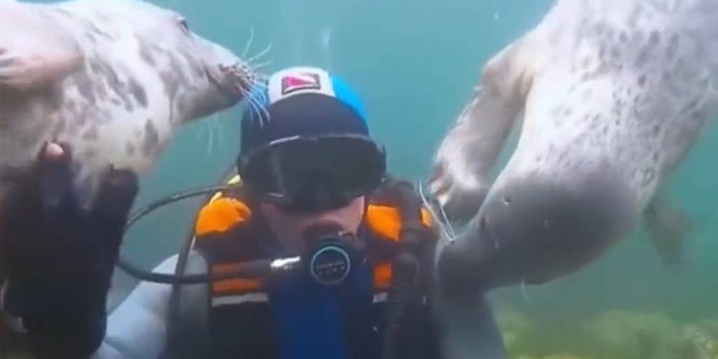 Momento en el que dos de las focas intentaban rescatar al hombre