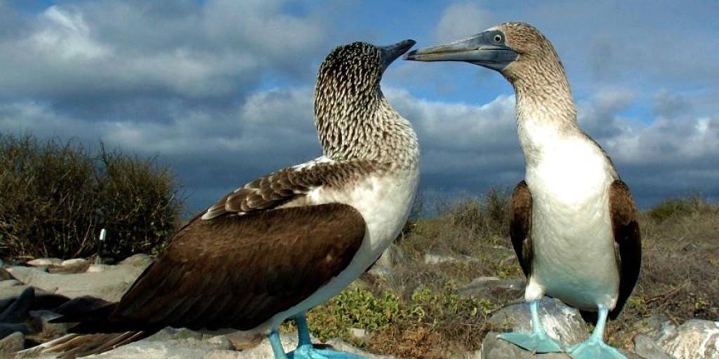 Aves de Galápagos