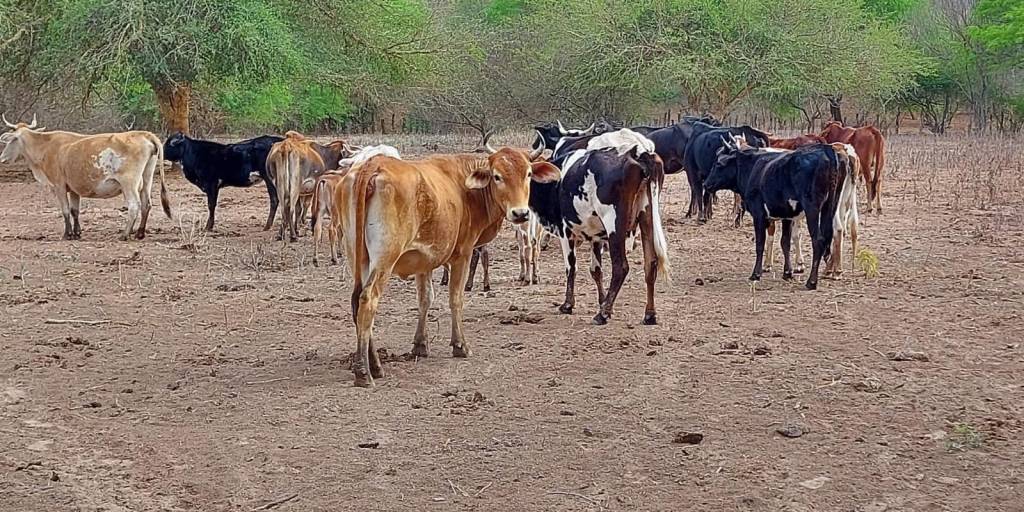 Los productores y el ganado de Lagunillas sufren por el déficit hídrico