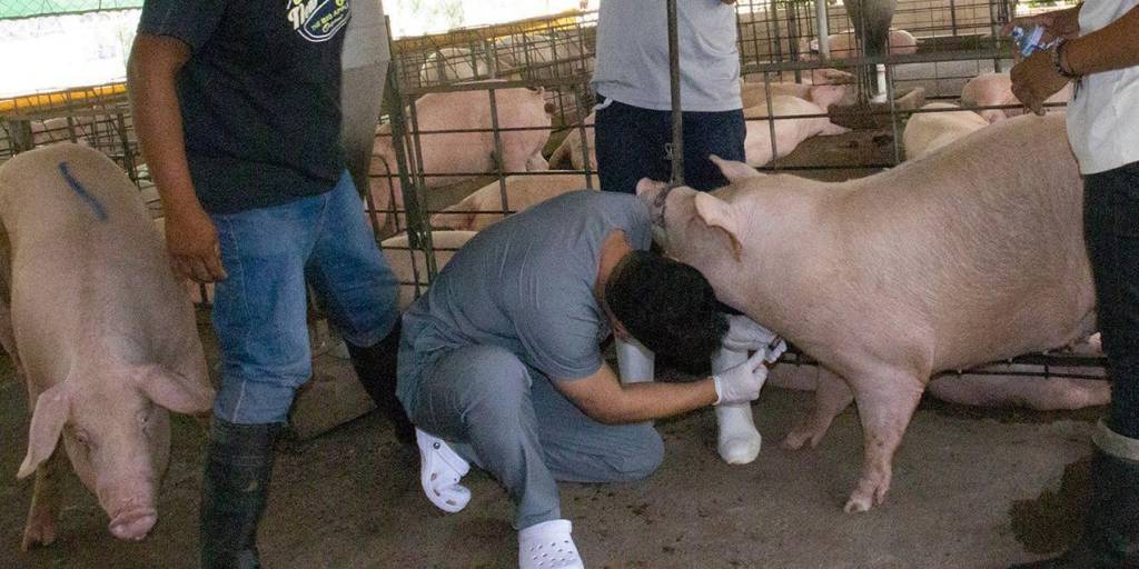Producción de cerdo sube a 90 mil cabezas por fin de año
