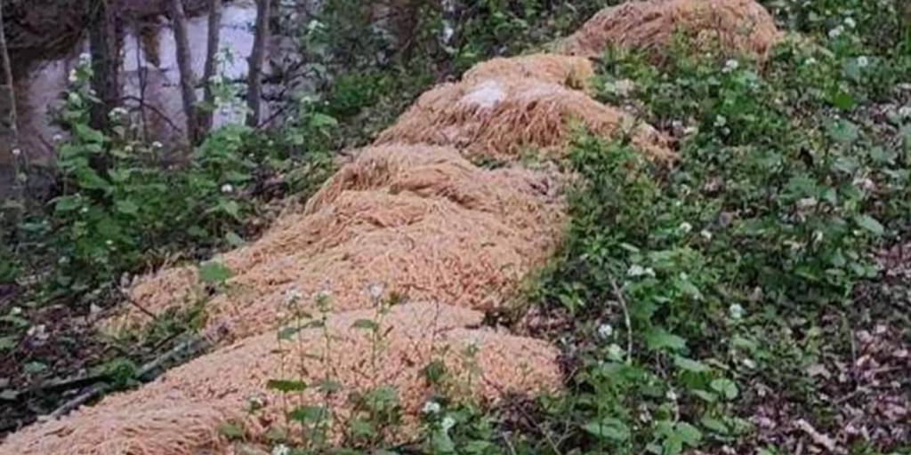 Cientos de kilos de pasta fueron encontrados en un bosque