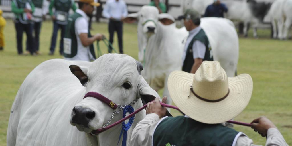 Nace Canal Rural Bolivia gracias a una alianza estratégica entre Unitel y Canal Rural Brasil