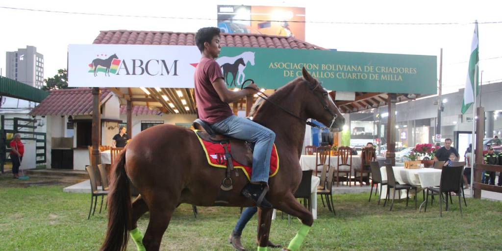 Un grupo de caballos están en exhibición en el predio ferial
