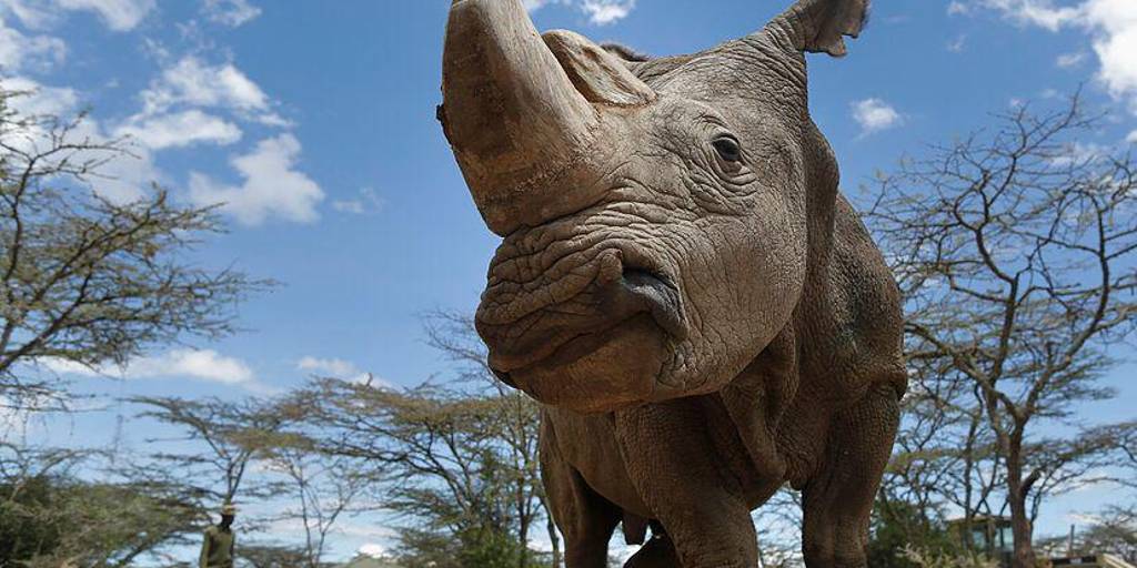 Un rinoceronte mata a una cuidadora e hiere a otra persona en un zoológico de Austria