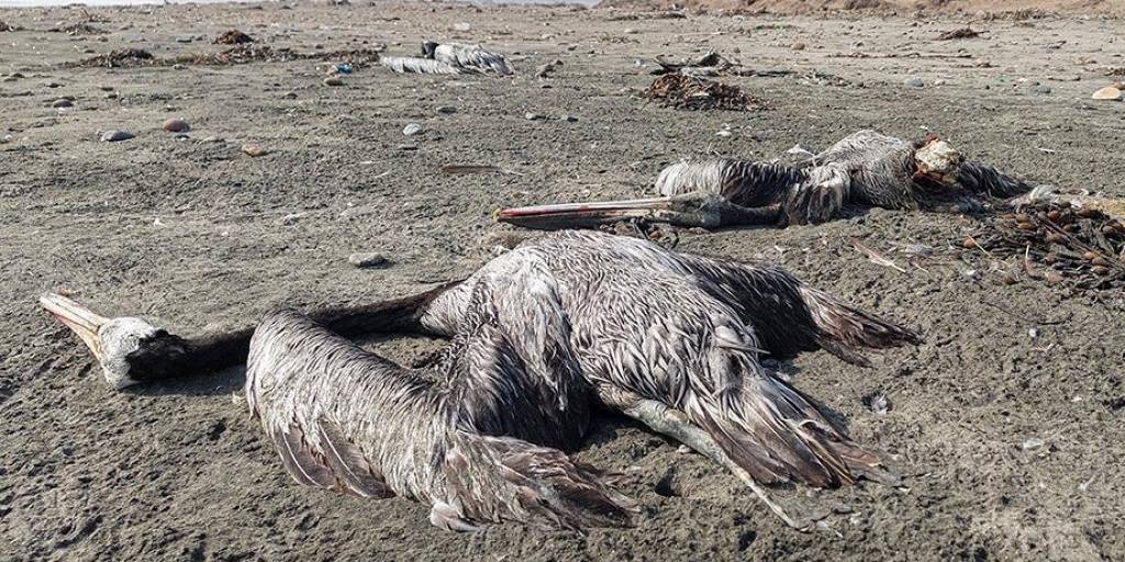 Una veintena de pelicanos se encotraron muertos la tarde del jueves en las orillas de la playa San Pedro de Lurín, al sur de Lima.