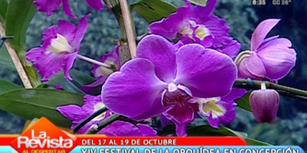 Concepción invita al “Festival de la Orquídea”